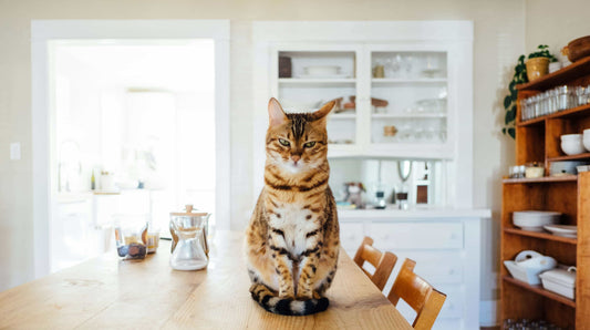 Cat sitting on a table in a house