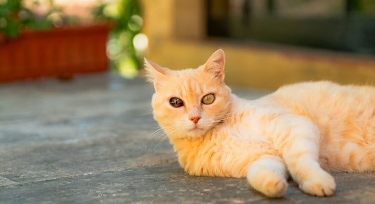 Odd-eyed cat with orange fur lying on the floor with head up