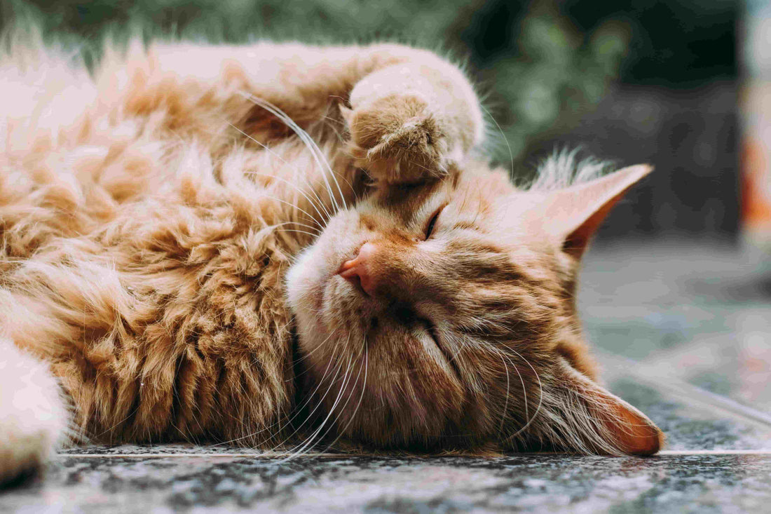 Furry cat sleeping on the floor