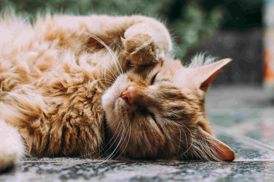 Furry cat sleeping on the floor