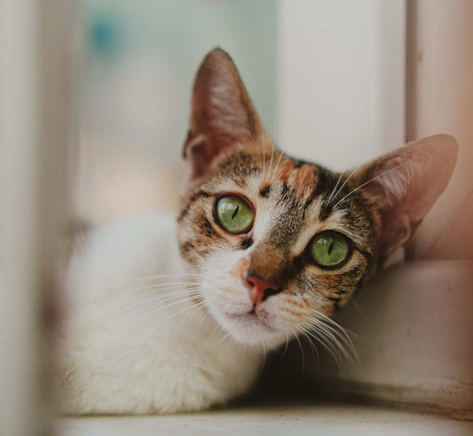 Cat with green eyes looking directly at the camera