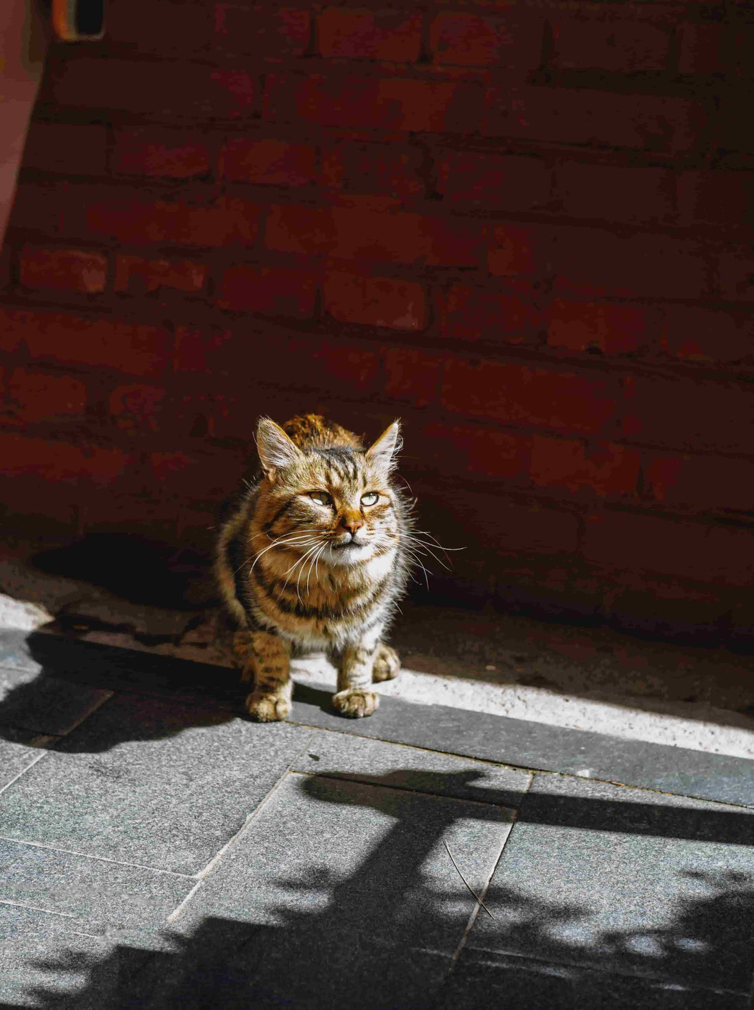 Why Does My Cat Keep Biting Me? The Real Reasons and How to Stop It