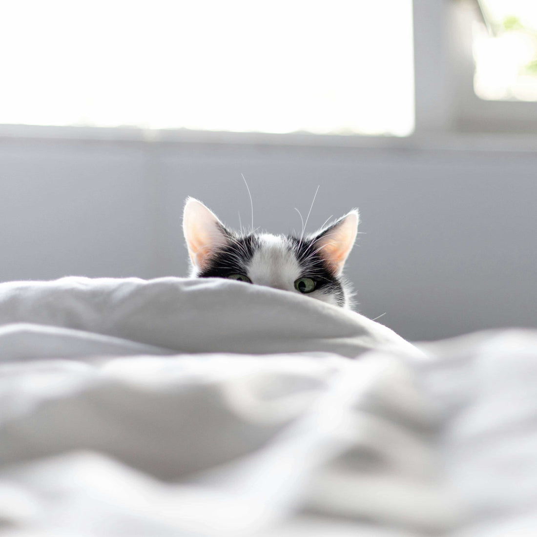 Cat peeking over a white blanket