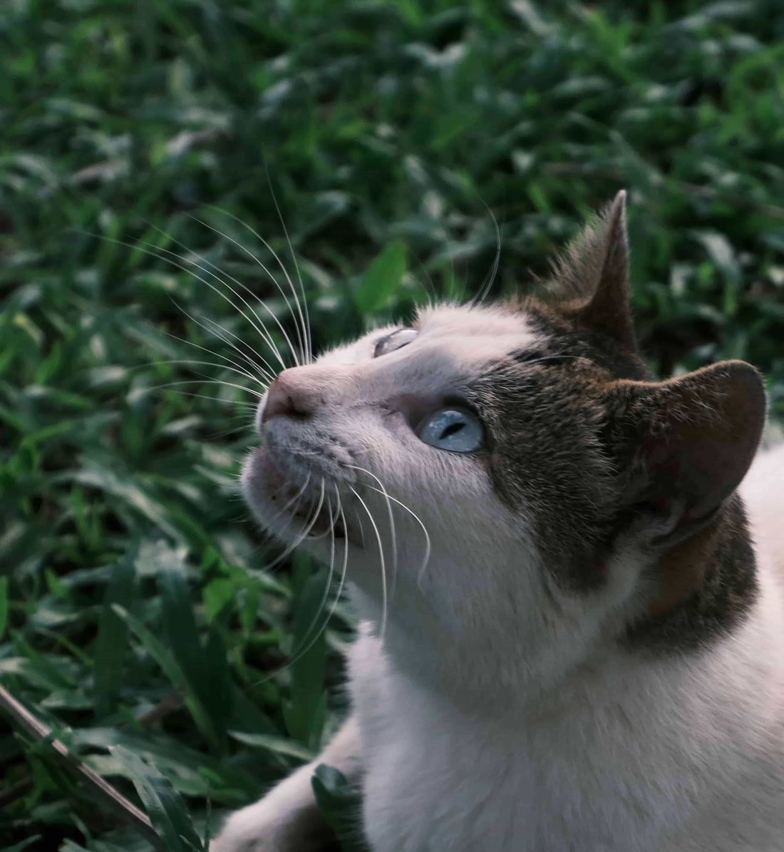 Why Is My Cat Licking Me? The Real Reasons and When to Be Concerned