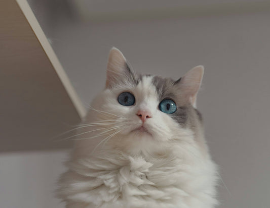 Beautiful fluffy cat gazing at the camera