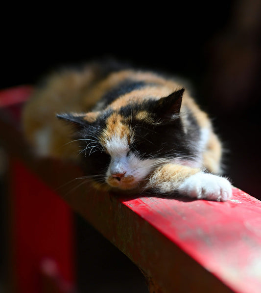 Calico cat sleeping on red surface