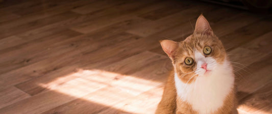 Cat sitting on wooden floor staring at the camera
