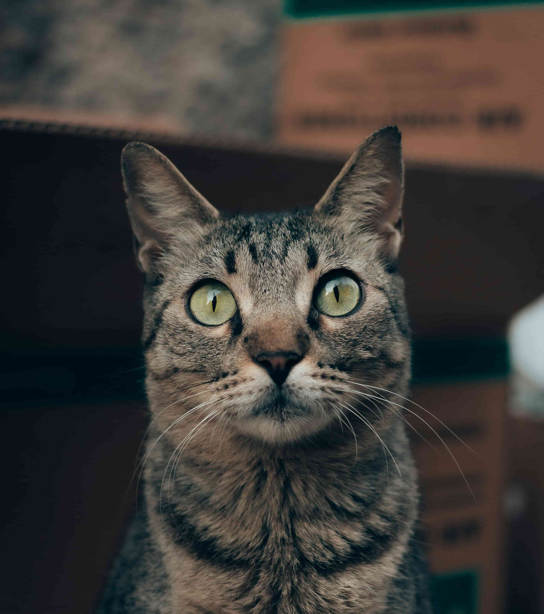 Cat with green eyes looking at the camera